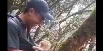 ഞാൻ പോവില്ല; കാട്ടിലേക്ക് തിരികെ വിട്ടിട്ടും പോവാൻ കൂട്ടാക്കാതെ കുട്ടിക്കുരങ്ങ്, വൈറലായി വീഡിയോ