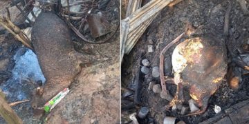 ത്രിപുരയിൽ ബിജെപി അക്രമം തുടരുന്നു: പശുക്കളെ ജീവനോടെ ചുട്ടുകൊന്നു; സിപിഐ എം എംഎൽഎയുടെ വീടാക്രമിച്ച്‌ അമ്മയെ തല്ലിച്ചതച്ചു