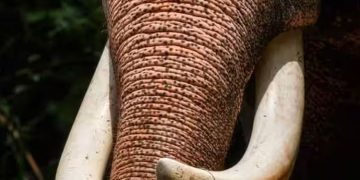 തമിഴ്നാട്ടില്‍ കർഷകനെ കാട്ടാന ചവിട്ടിക്കൊന്നു; ഒരാഴ്ചക്കിടെ കാട്ടാന ആക്രമണത്തില്‍ രണ്ടാമത്തെ മരണം