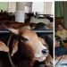 ഒരു കുപ്പി മദ്യം വിൽക്കുമ്പോൾ 10 രൂപ പശുക്കളുടെ ക്ഷേമത്തിന്; മദ്യവിൽപനയിൽ ‘പശു സെസ്’ ഏർപ്പെടുത്തി ഹിമാചൽ