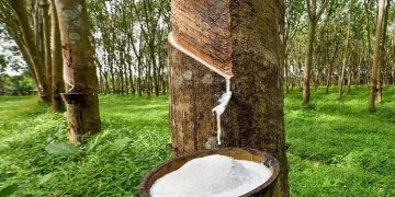 റബർ: സബ്സിഡിയായി സർക്കാർ 23.45 കോടി അനുവദിച്ചു; പണം കർഷകരുടെ അക്കൗണ്ടിലെത്തി തുടങ്ങി