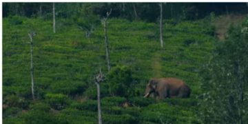 വഴി മാറ്റി അരിക്കൊമ്പൻ; വീണ്ടും ആനയിറങ്കൽ അണക്കെട്ട് ഭാ​ഗത്തേക്ക്; നിരീക്ഷിച്ച് ദൗത്യസംഘം