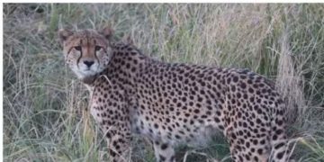 ആഫ്രിക്കയിൽ നിന്നെത്തിച്ച ചീറ്റ സാഷ ചത്തു