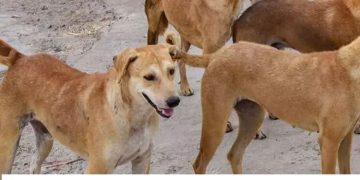 നായ്ക്കളെ വളർത്തുന്നത് പരിസരവാസികൾക്ക് ബുദ്ധിമുട്ടുണ്ടാക്കരുതെന്ന് മനുഷ്യാവകാശ കമീഷൻ