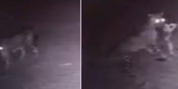 എങ്ങനെ സമാധാനത്തോടെ ഉറങ്ങും; പുലര്‍ച്ചെയെത്തിയ പുലി വീട്ടില്‍ വളർത്തുന്ന നായയെ കടിച്ചു കൊണ്ടുപോയി