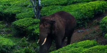 നാളെ മുതല്‍ അരിക്കൊമ്പനെ പിടികൂടും വരെ സിങ്കുകണ്ടത്ത് രാപ്പകല്‍ സമരം