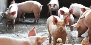 കണ്ണൂരിൽ ആഫ്രിക്കൻ പന്നിപ്പനി സ്ഥിരീകരിച്ചു; മൂന്ന് ഫാമുകളിലെ പന്നികളെ കൊലപ്പെടുത്തും