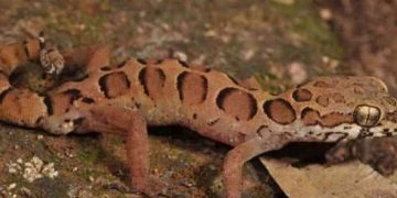 ചെങ്ങോടു മലയിൽനിന്ന് പുതിയ ഇനം പല്ലിയെ കണ്ടെത്തി