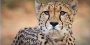 വന്യജീവി വിദഗ്ധരെ ഞെട്ടിച്ച് സാഷയുടെ മരണം; കാരണം പുറത്ത്, അതീവ ജാഗ്രതയോടെ അധികൃതര്‍