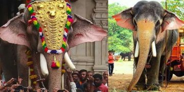 തെച്ചിക്കോട്ടുകാവ് രാമചന്ദ്രൻ തൃശൂർ പൂരത്തിന് എത്തും