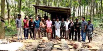 കാരാട് കുഴിച്ചില്‍ കോളനിയിൽ 13 പന്നികളെ വെടിവെച്ചുകൊന്നു; കൊന്നത് പതിമൂന്നോളം വേട്ട നായ്ക്കളെ ഉപയോഗിച്ച്