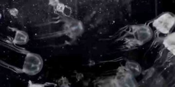 24 കണ്ണുകളുള്ള ജെല്ലിഫിഷിനെ കണ്ട് കണ്ണ് തള്ളി ശാസ്ത്രജ്ഞര്‍