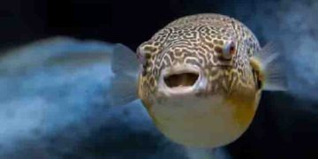 പഫർ മത്സ്യം പാചകം ചെയ്ത് കഴിച്ചു, 83 -കാരി മരിച്ചു; അപകടകാരിയായ മത്സ്യം