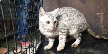 പൂച്ചക്കുഞ്ഞിനെ കൊന്നു ; യുവാവിനെതിരെ കേസ്