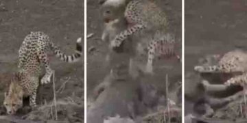 ചീറ്റയും മുതലയും തമ്മിലുള്ള പോരാട്ടം; നിങ്ങളുടെ ശ്വാസോച്ഛ്വാസത്തെ നിശ്ചലമാക്കും ഈ പോരാട്ടം !