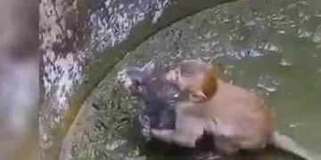 കിണറ്റിൽ നിന്നും പൂച്ചക്കുഞ്ഞിനെ രക്ഷിക്കാൻ ഒരു കുരങ്ങന്റെ പെടാപ്പാട്, വീഡിയോ