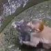 കിണറ്റിൽ നിന്നും പൂച്ചക്കുഞ്ഞിനെ രക്ഷിക്കാൻ ഒരു കുരങ്ങന്റെ പെടാപ്പാട്, വീഡിയോ