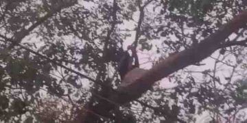 ആലുവ പൊലീസ് സ്റ്റേഷനു മുന്നിലെ ആൽ മരത്തിൽ കയറി ട്രാൻസ് ജെണ്ടർ യുവതിയുടെ ആത്മഹത്യാ ഭീഷണി