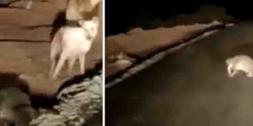 മത്സ്യമാര്‍ക്കറ്റ് ലക്ഷ്യം വച്ച് നീങ്ങുന്ന മുതലയുടെ വീഡിയോ സാമൂഹിക മാധ്യമങ്ങളില്‍ വൈറല്‍