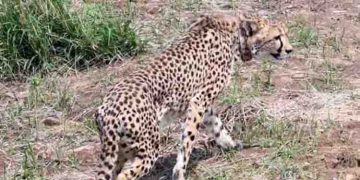 ദക്ഷിണാഫ്രിക്കയിൽ നിന്നെത്തിച്ച ഒരു ചീറ്റ കൂടി ചത്തു, മരണകാരണം കണ്ടെത്താനായില്ല