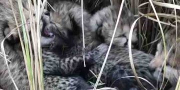 കുനോയിലെ ചീറ്റക്കുഞ്ഞുങ്ങൾക്ക് പേരിടാം; പൊതുജനത്തിന് അവസരം നൽകി കേന്ദ്ര സർക്കാർ