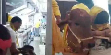 ജൈവ റസ്റ്റോറന്റ് ഉദ്ഘാടനം ചെയ്യാൻ വിശിഷ്ടാതിഥിയായി എത്തിയത് പശു, വീഡിയോ വൈറൽ