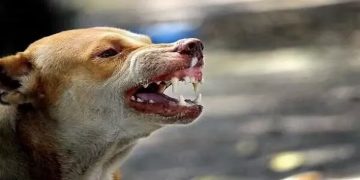 തെരുവുനായയുടെ ആക്രമണം ; പുന്നലയില്‍ വിദ്യാര്‍ഥികള്‍ ഉള്‍പ്പെടെ 13 പേര്‍ക്ക് കടിയേറ്റു