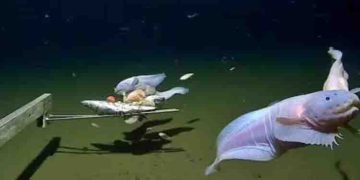 ‘കടലിന്‍റെ ആഴങ്ങളില്‍’; ഏവറസ്റ്റ് മുങ്ങുന്ന ഗര്‍ത്തത്തില്‍ മത്സ്യത്തെ കണ്ടെത്തിയെന്ന് ശാസ്ത്രജ്ഞര്‍