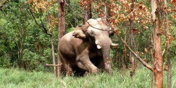 അരിക്കൊമ്പന്‍ വിഷയം ; അതിരപ്പള്ളി മേഖലയില്‍ നാളെയും പ്രതിഷേധം