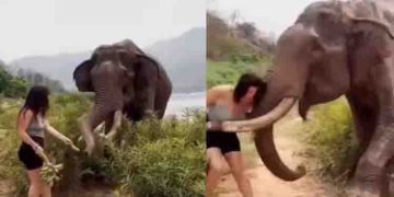 വാഴക്കുല കാണിച്ച് പറ്റിക്കാന്‍ ശ്രമം, വിനോദ സഞ്ചാരിയെ തൂക്കിയെറിഞ്ഞ് കരിവീരന്‍