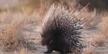 വൃദ്ധ സദനത്തിലെ ജലസംഭരണിയിൽ മുള്ളൻ പന്നി; പിടികൂടി, വനത്തിൽ തുറന്നുവിടും