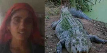 കയ്യിലുണ്ടായിരുന്നത് വെറുമൊരു വടി, മുതലയിൽ നിന്നും ഭർത്താവിന്റെ ജീവൻ രക്ഷിക്കാൻ ഭാര്യ ചെയ്തത്…