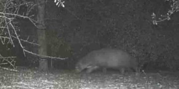 ക്യാമറയില്‍ പതിഞ്ഞ വിചിത്രജീവി; എന്താണെന്ന് കണ്ടെത്താമോയെന്ന് അധികൃതര്‍