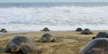 വര്‍ഷം തോറും വിരിഞ്ഞിറങ്ങുന്നത് പതിനായിരക്കണക്കിന് കടലാമകള്‍, സീര്‍കാഴിയില്‍ ഇത്തവണ വിരിഞ്ഞത് ‘ഒലിവ് റിഡ്‍ലി’