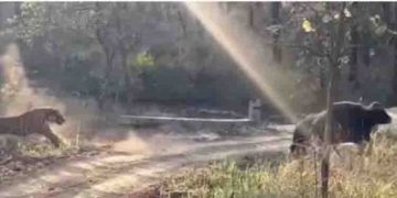 കാട്ടുപോത്തും കടുവയും നേര്‍ക്കുനേര്‍; അതിജീവിതത്തിന് പല മാര്‍ഗ്ഗങ്ങള്‍ !