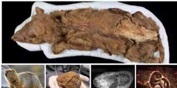 സ്വര്‍ണ്ണഖനി തൊഴിലാളിക്ക് ലഭിച്ചത് രോമപന്ത്; പരിശോധനയില്‍ തെളിഞ്ഞത് 30,000 വർഷം പഴക്കമുള്ള ‘അണ്ണാന്‍റെ മമ്മി’