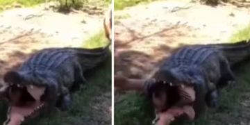 മുതലയുടെ വായിൽ നിന്നും അത്ഭുതകരമായി രക്ഷപ്പെടുന്ന മനുഷ്യൻ; സോഷ്യൽ മീഡിയയിൽ വൈറലായ വീഡിയോയുടെ രഹസ്യം ഇതാ