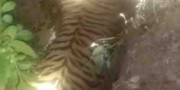 വയനാട് വന്യജീവി സങ്കേതത്തില്‍ കടുവ ചത്തനിലയിൽ