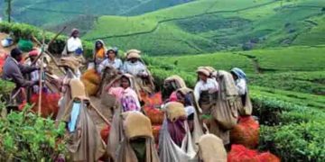 ‘ശുദ്ധജലത്തില്‍ ശുചിമുറി മാലിന്യം കലരും’; സെപ്‌റ്റേജ് ട്രീറ്റ്‌മെന്റ് പ്ലാന്റിനെതിരെ തോട്ടം തൊഴിലാളി സമരം