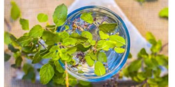 രാവിലെ വെറും വയറ്റിൽ തുളസി വെള്ളം കുടിക്കണമെന്ന് പറയുന്നതിന്റെ കാരണം