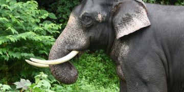 ആനയുടെ ആക്രമണത്തിൽ പാപ്പാൻ കൊല്ലപ്പെട്ടു; ആക്രമിച്ചത് ഭക്ഷണം നൽകാനെത്തിയപ്പോൾ