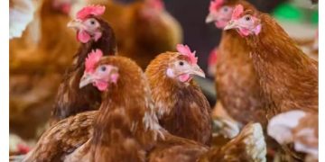 അയൽക്കാരന്റെ കോഴികളെ ‘പേടിപ്പിച്ച്’ കൊല്ലാൻ നോക്കി, യുവാവിന് തടവുശിക്ഷ