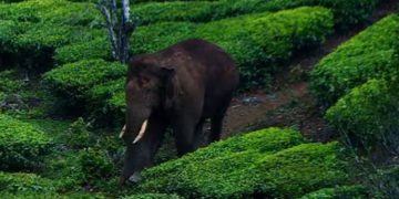 അരിക്കൊമ്പന്‍ ദൗത്യം; വാഴച്ചാലില്‍ ട്രയല്‍ റണ്‍ തടഞ്ഞ് നാട്ടുകാര്‍