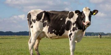 ഗോമൂത്രത്തിൽ അപകടകാരികളായ ബാക്ടീരിയ; മനുഷ്യ ഉപഭോഗത്തിന് പറ്റില്ല: പഠനം