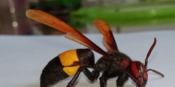 വീട് പെയിന്‍റിംഗിനിടെ ദുരന്തം, കടന്നൽ കൂടിളകി, കുത്തേറ്റു; ബന്ധുവായ യുവാവിന് ദാരുണാന്ത്യം