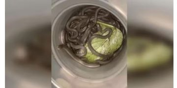 വീട് വൃത്തിയാക്കുന്നതിനിടെ ചിതല്‍ പിടിച്ച വാതിലിനുള്ളില്‍ നിന്ന് കിട്ടിയത് 39 പാമ്പുകളെ!