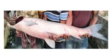 ഹൗറയിൽ മത്സ്യത്തൊഴിലാളിയുടെ വലയിൽ കുടുങ്ങിയത് ഭീമൻ മത്സ്യം; വില കേട്ടാൽ നിങ്ങൾ അമ്പരക്കും