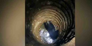 കരടി കിണറ്റിൽ വീണു, രക്ഷാപ്രവർത്തനം ആരംഭിച്ചു