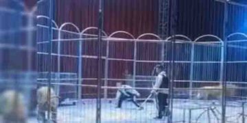 സർക്കസ് കൂടാരത്തിൽനിന്ന് പെട്ടെന്ന് സിംഹങ്ങൾ പുറത്തുചാടി; ഭയന്ന് നാലുപാടും ഓടി ജനങ്ങൾ