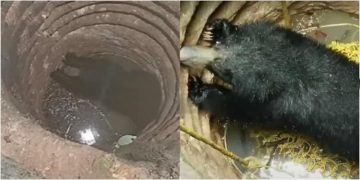 കിണറ്റിൽ വീണ് കരടി ചത്ത സംഭവം : പീപ്പിൾ ഫോർ ആനിമൽ കോടതിയിലേക്ക്